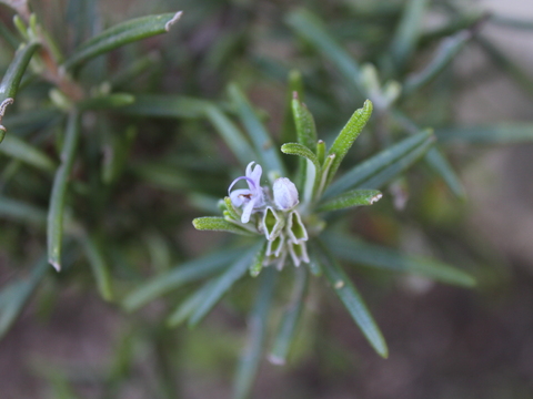 1.	Alecrim (Rosmarinus officinalis)
Data da fotografia: 27/03/2018
Utilidade/ função na horta: Utilizada muito frequentemente na culinária e para aromatizar. Tem propriedades medicinais, fortalece a memória e combate a depressão.